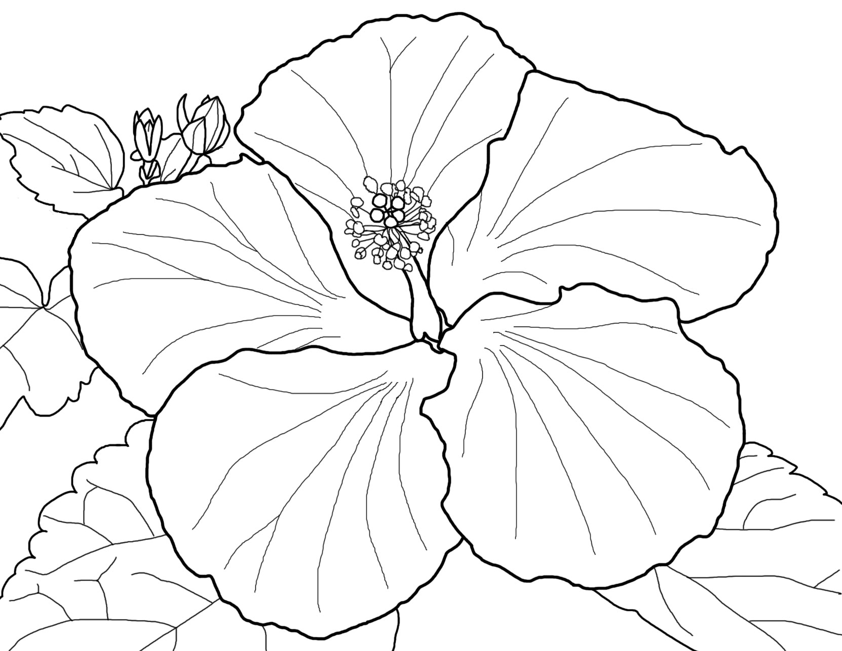 Hibiscus coloring page