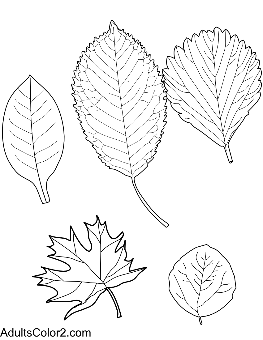 Five different autumn leaves.