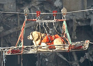 Search and rescue dog being hauled across 9/11 wreckage. Source:WikimediaCommons
