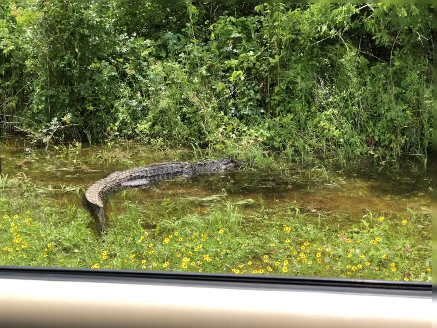 Alligator close to the road
