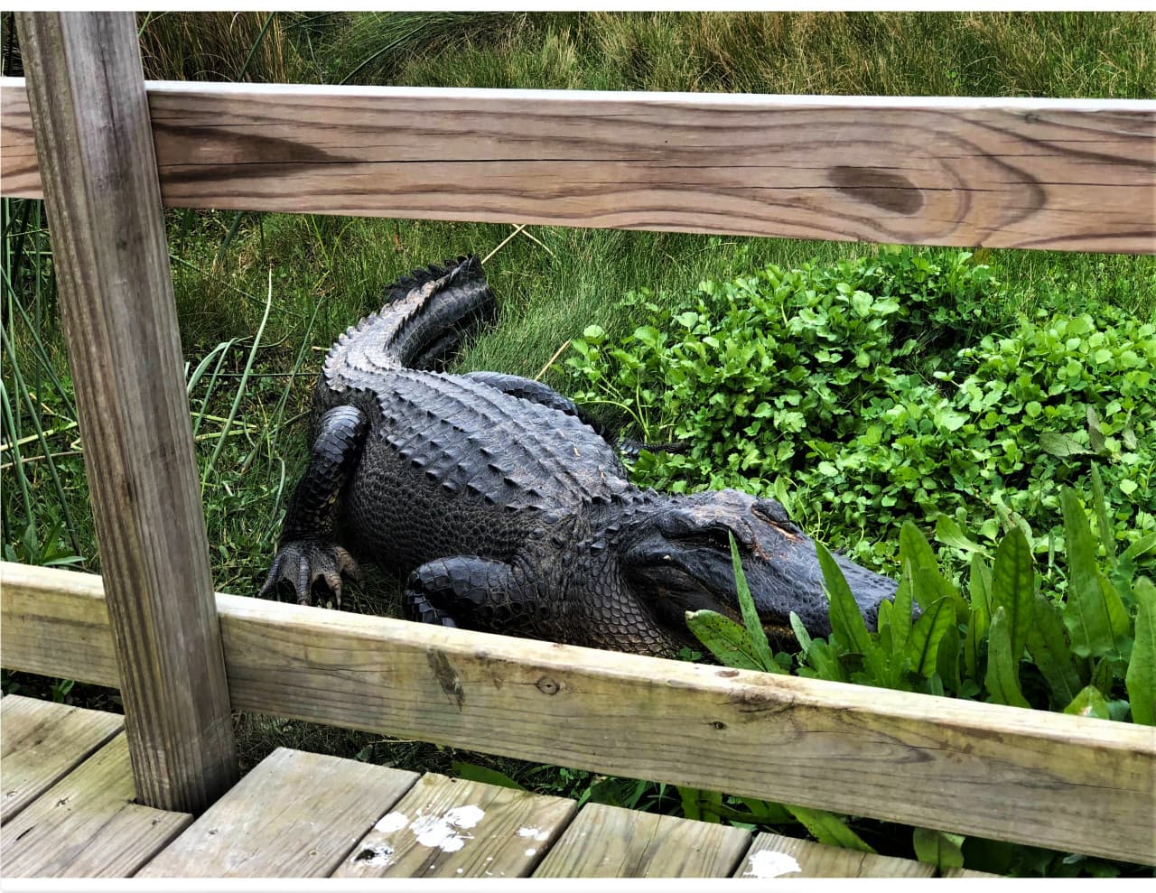 Alligator by the walkway.