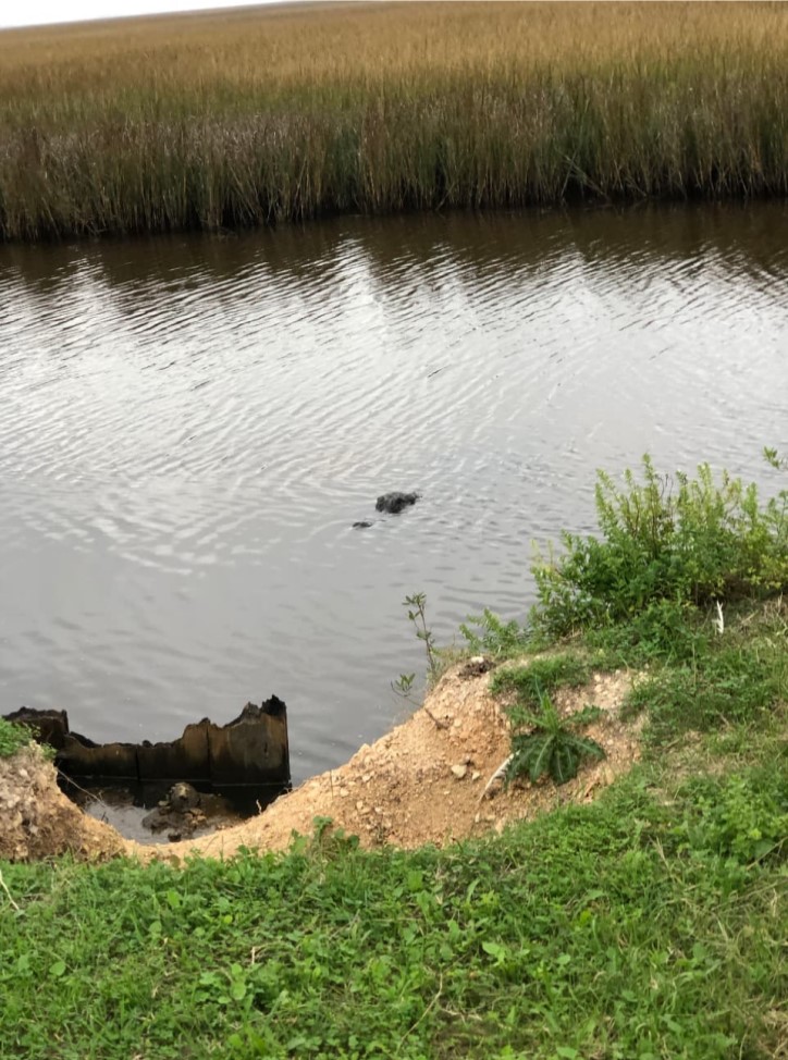 An alligator watching the road.