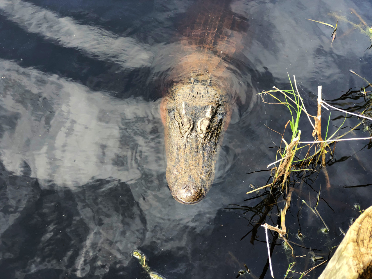 Alligator looking for a snack.