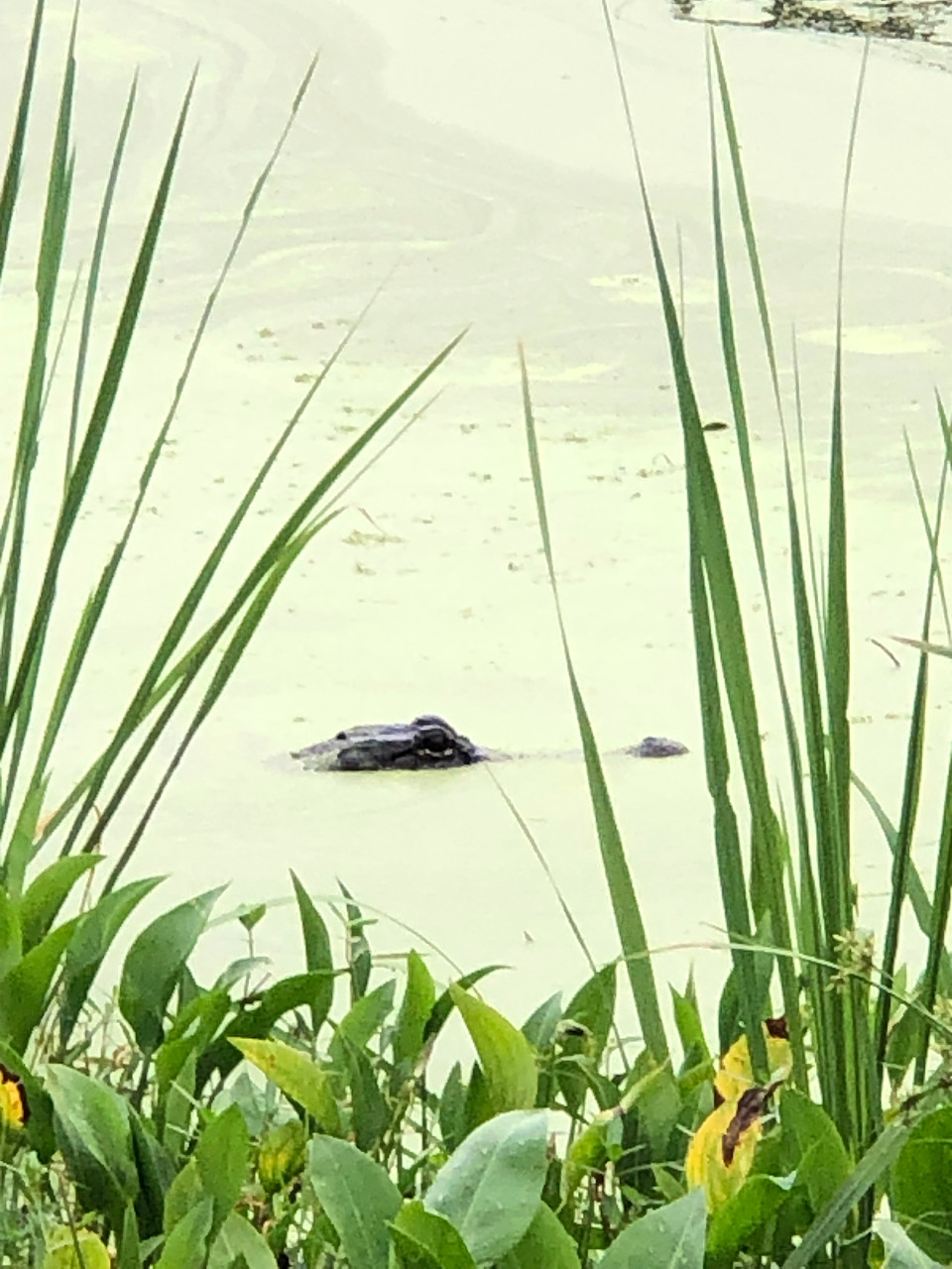 Alligator watching visitors.