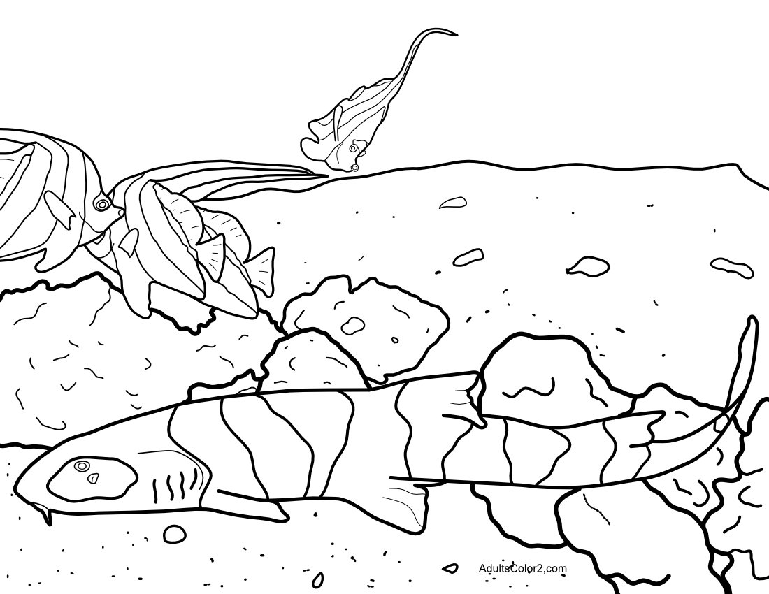 Bamboo shark with angel fish coloring picture.