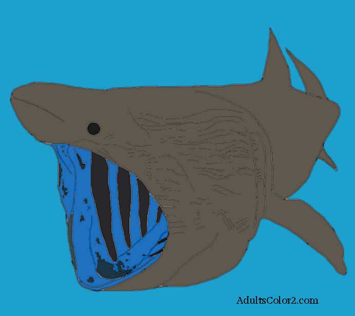 Basking shark filter feeding. Basking shark filter feeding.