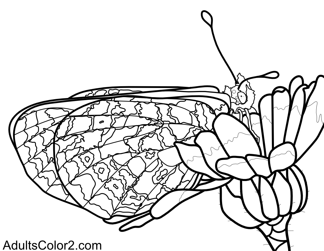 Drawing of a checkerspot feeding on a flower.