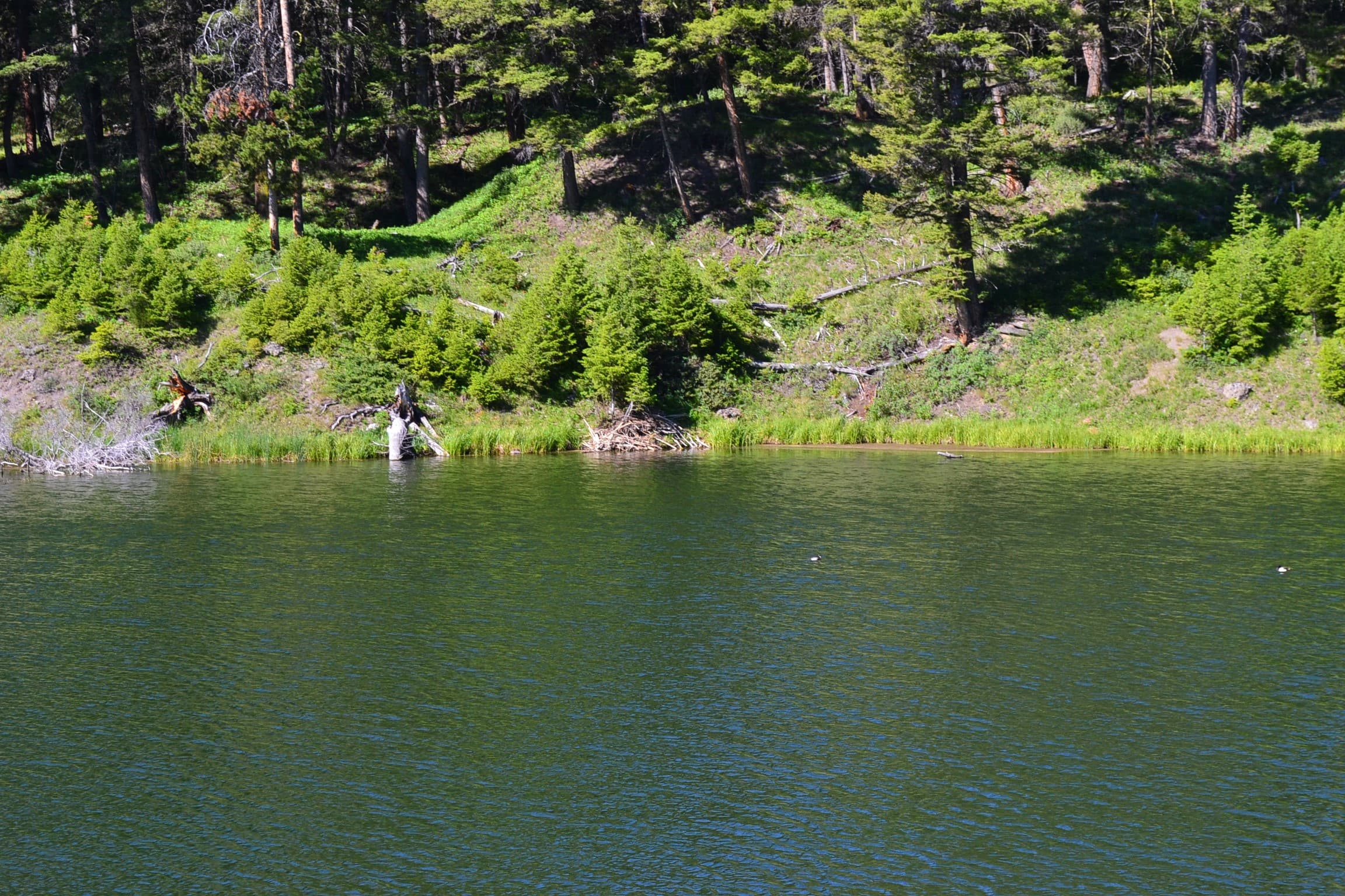 Beaver lodge on the pond's far shore.