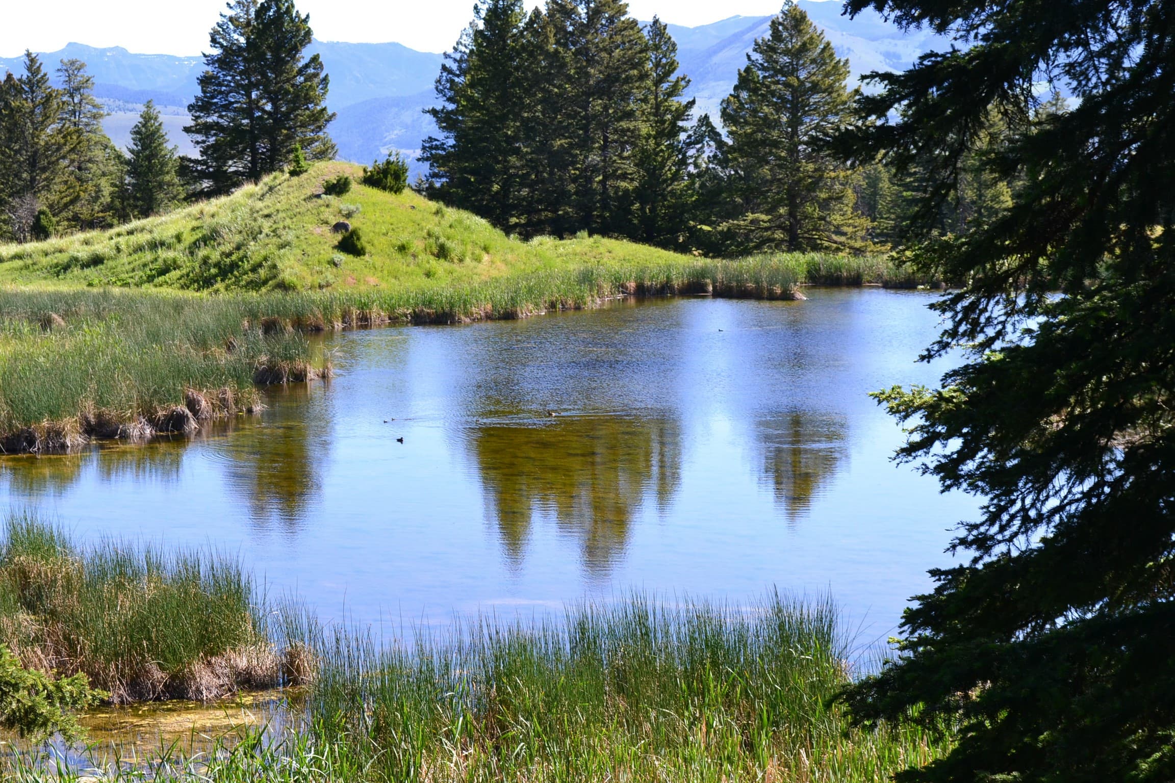 Beaver pond located above Mammoth Falls tourist center.