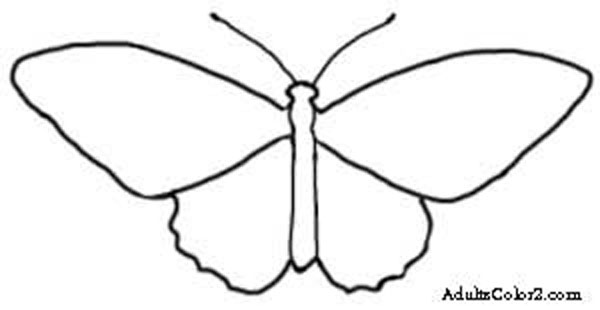 butterfly outline or silhouette basic butterfly shapes