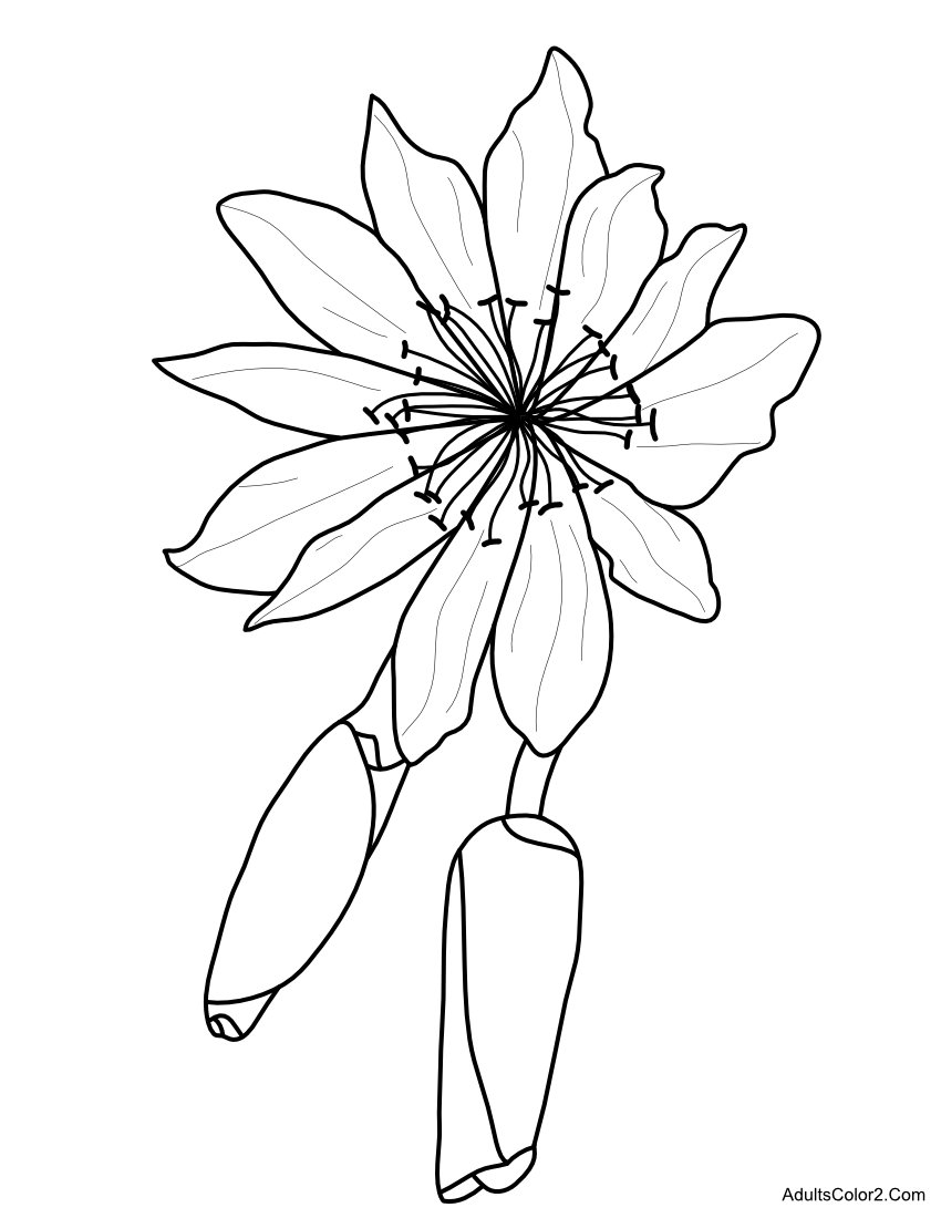 Spring Flowers Coloring Page Beautiful Blossoms