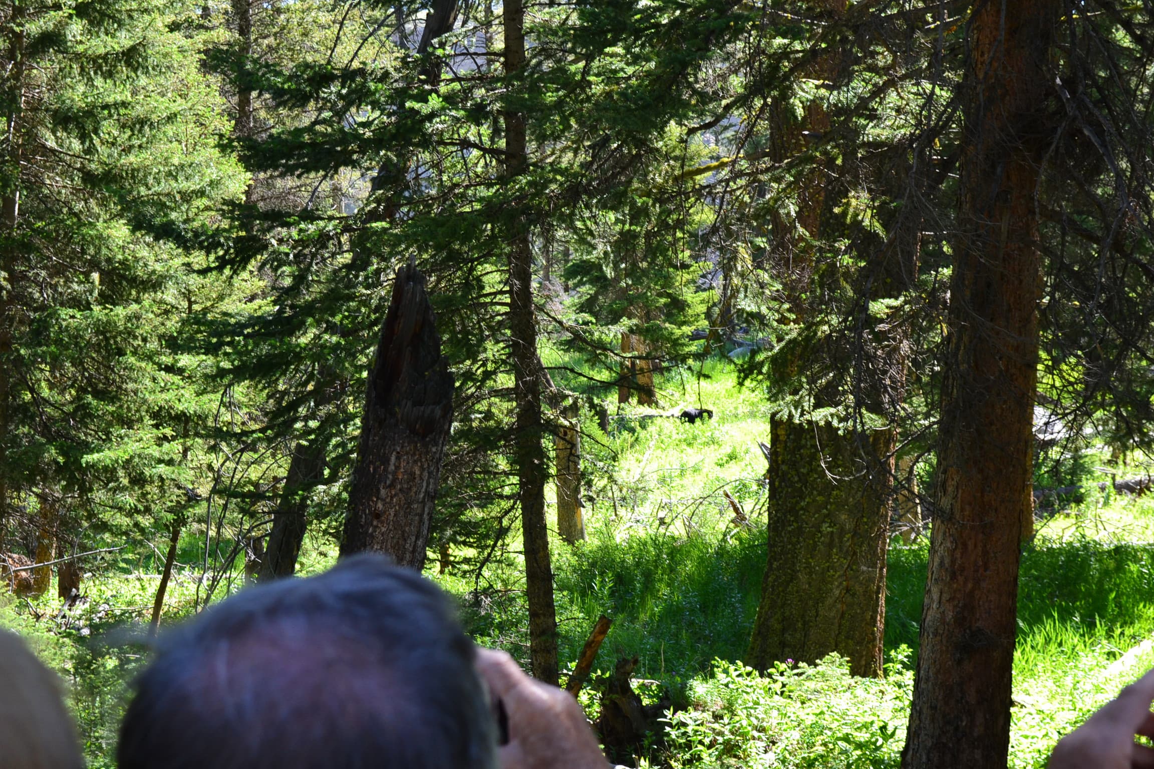 Black bear avoiding excited tourists.
