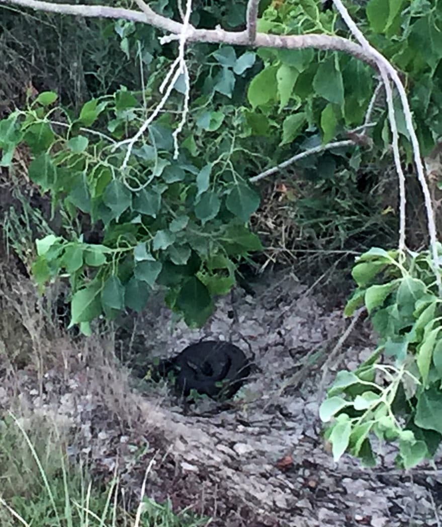 Black snake coiled in a ditch.