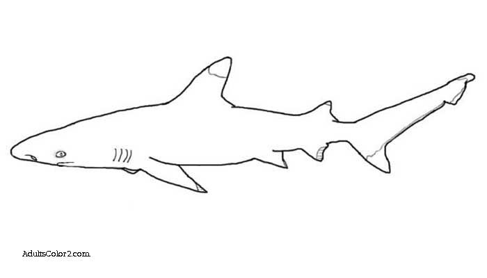 Blacktip shark drawing.