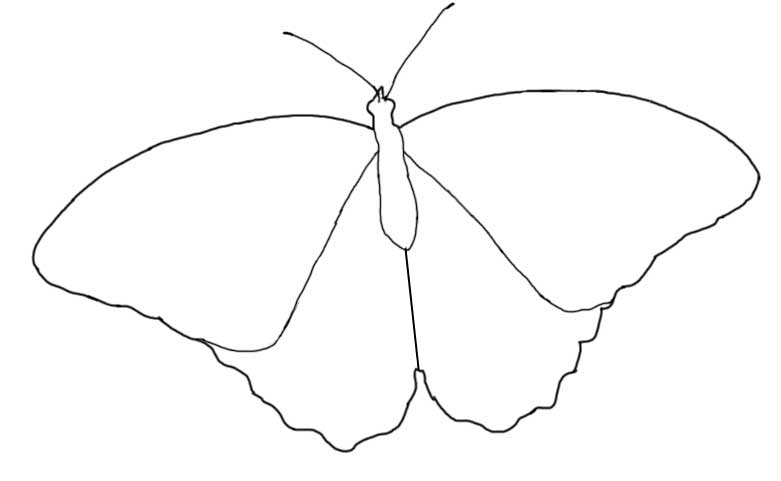 butterfly outline morpho drawing shapes basic sketch silhouette easy simple wings shape outlines template drawings swallowtail stencils paintingvalley sketches explore