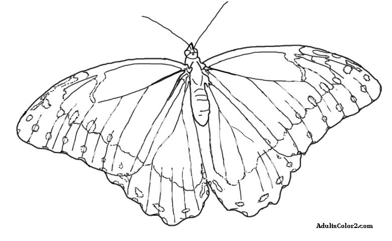 Butterfly Coloring Pages: Airborne Art