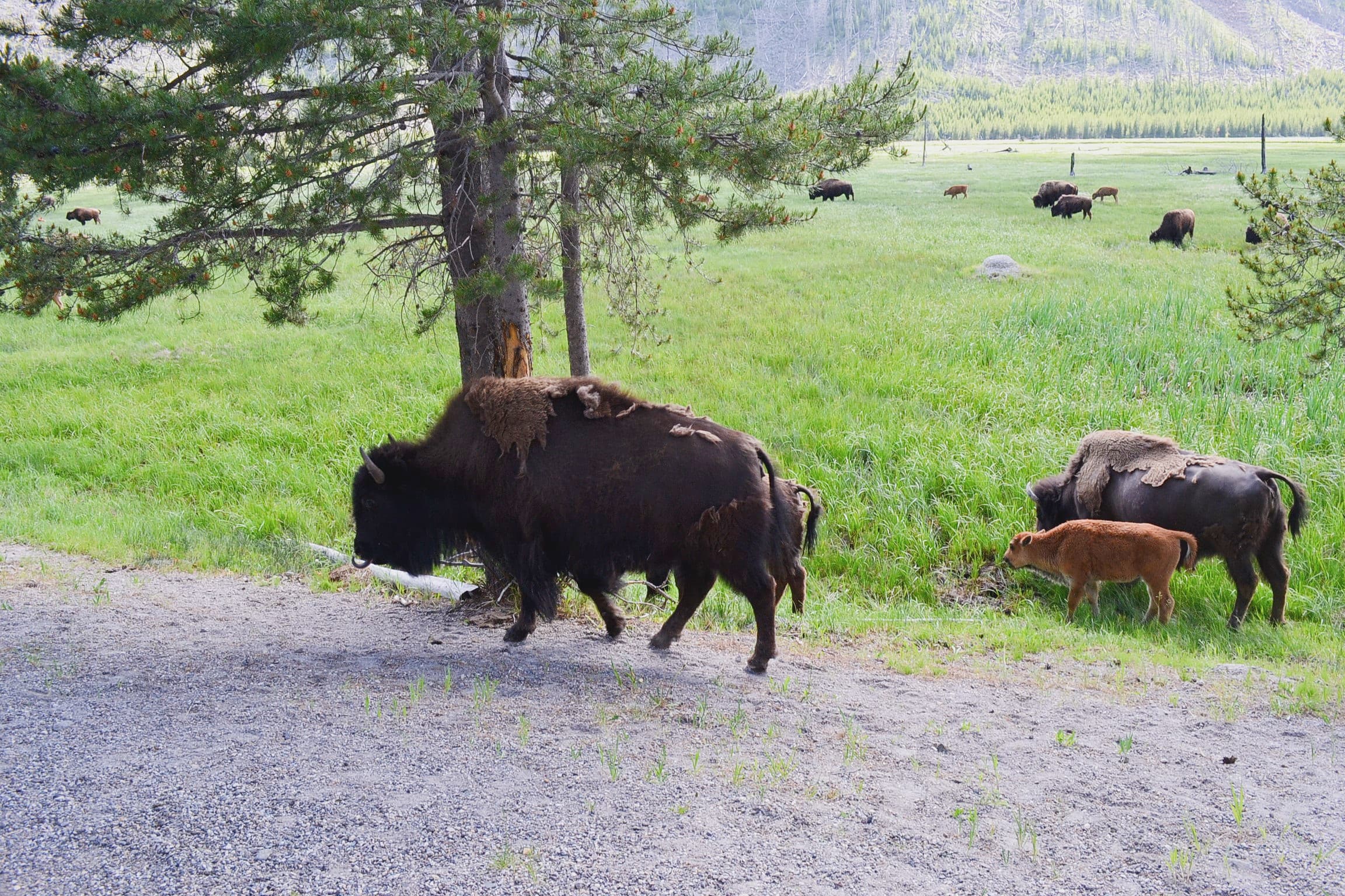 Adults and baby buffalo.