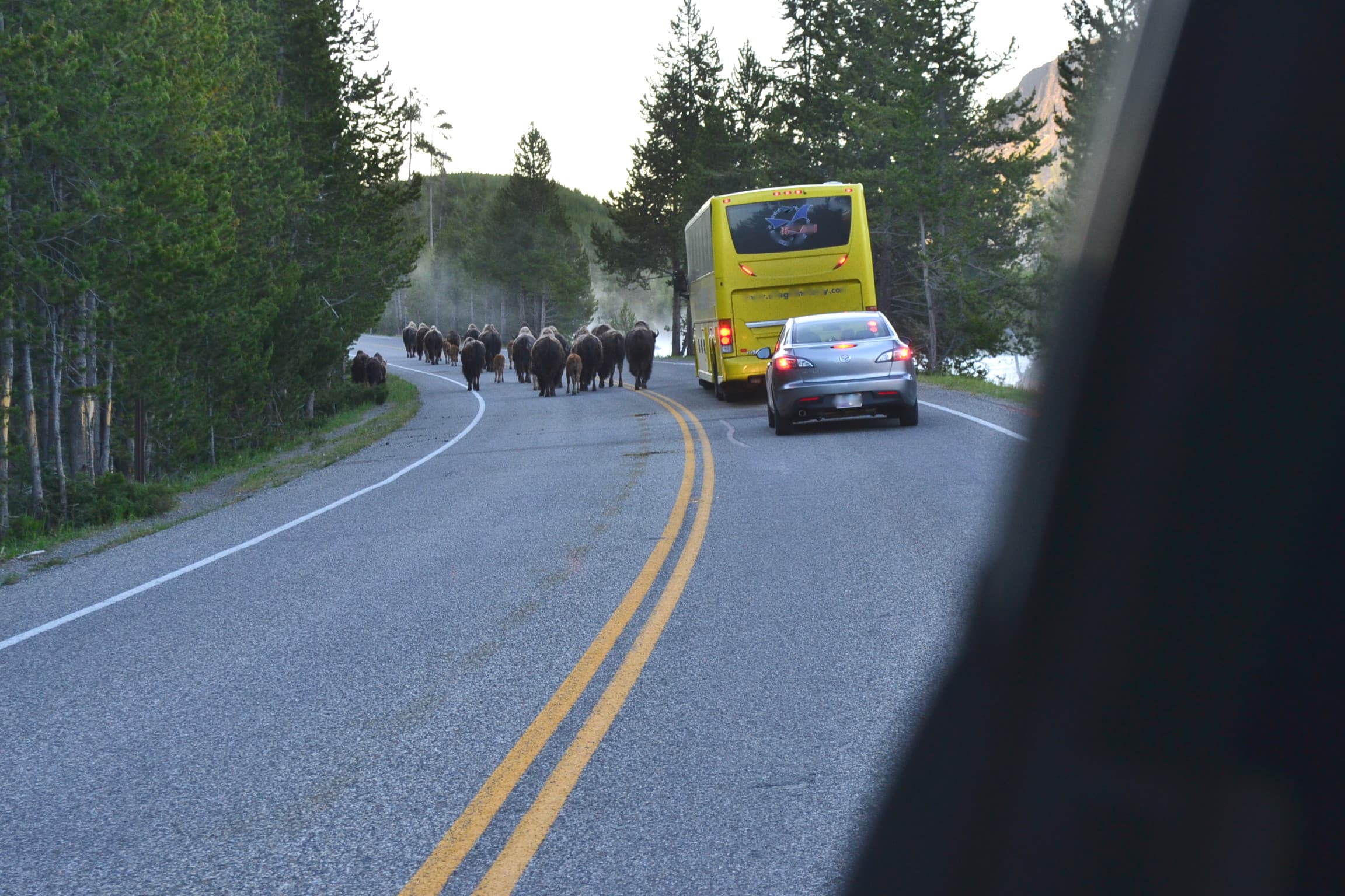 Buffalo morning commute Yellowstone.