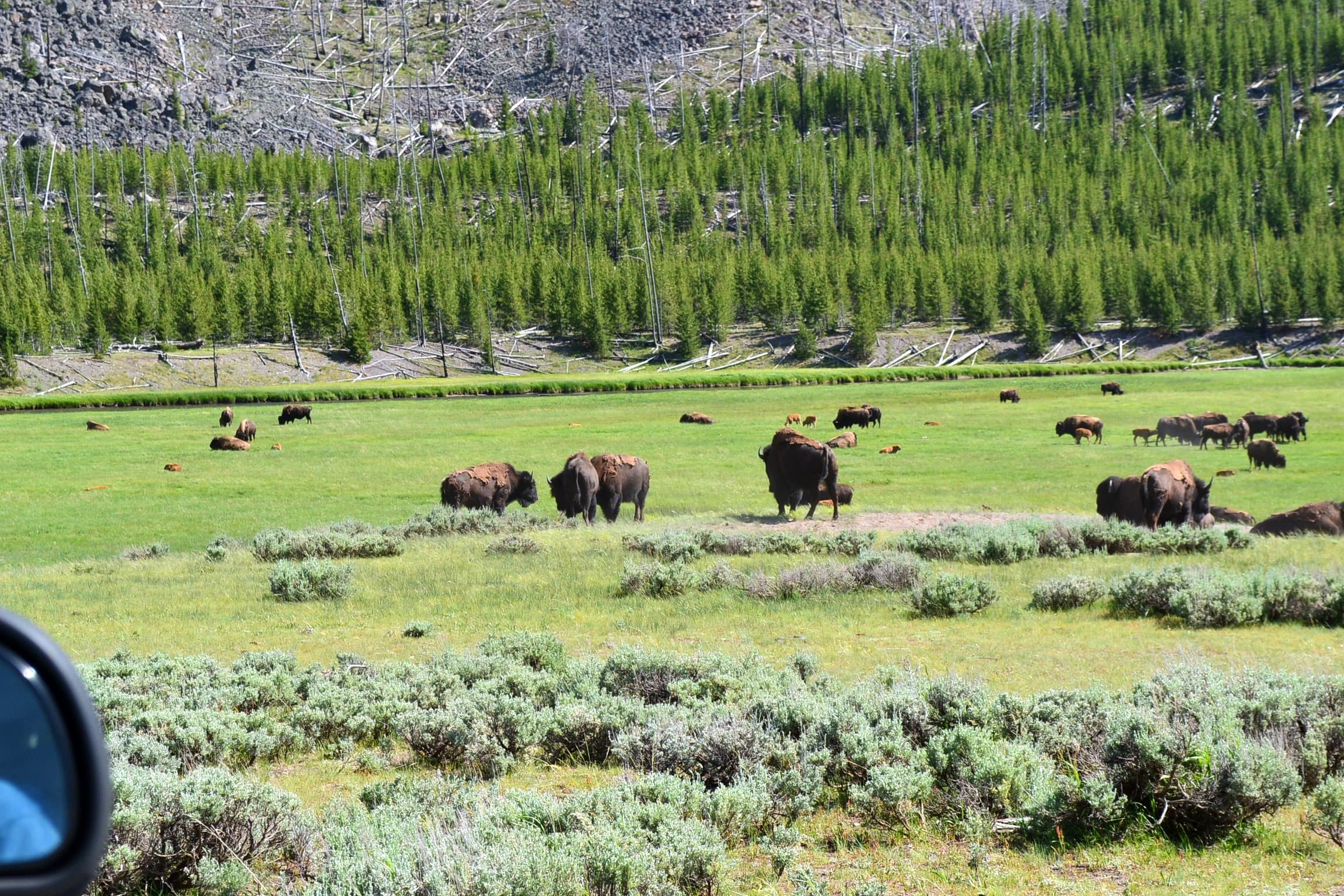 Yellowstone buffalo herd in a meadow.
