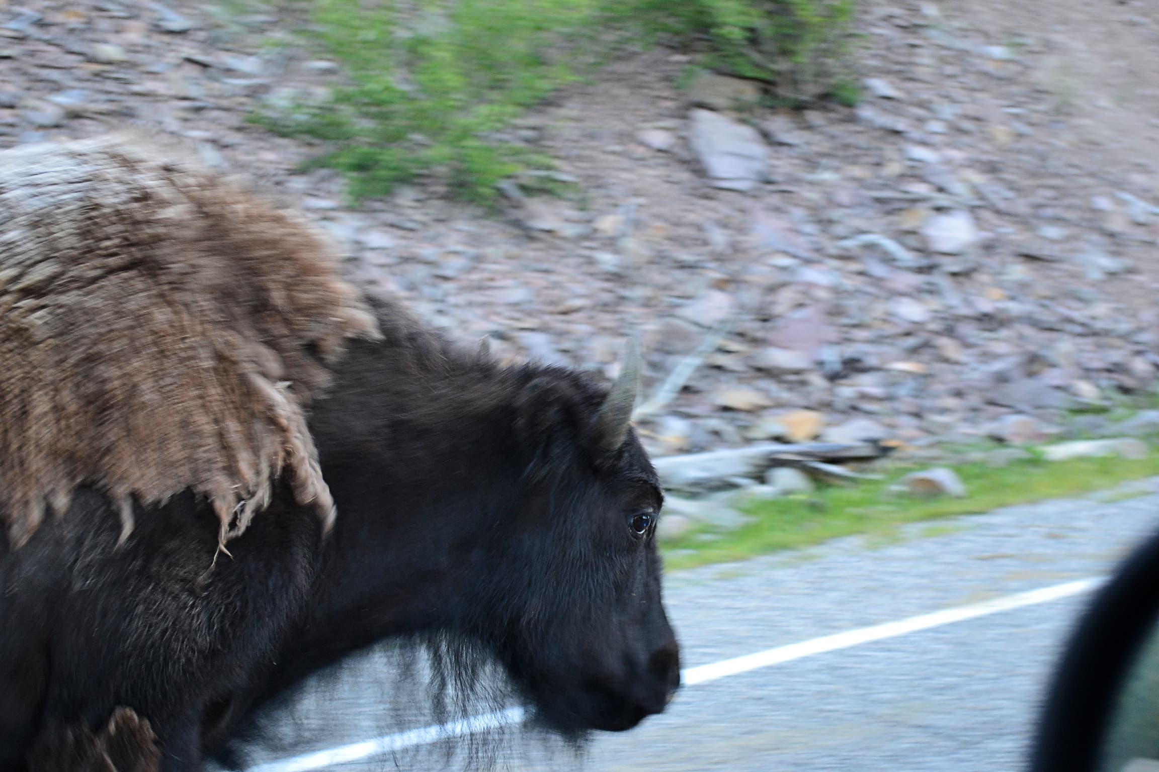 Eye to eye with a passing buffalo.