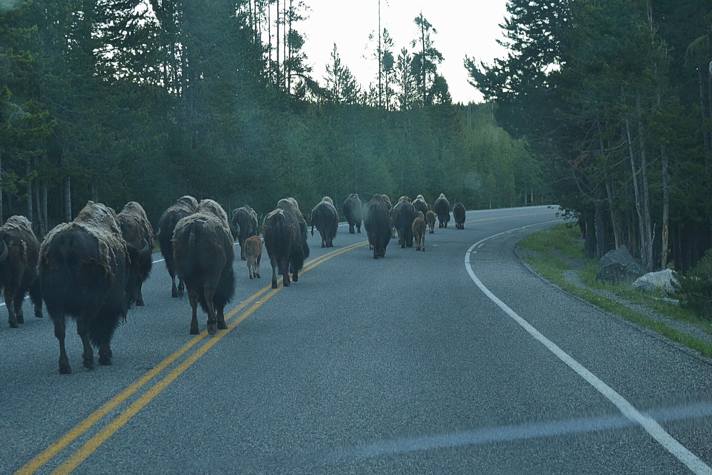 Herd of buffalo walking the road in Yellowstone park.