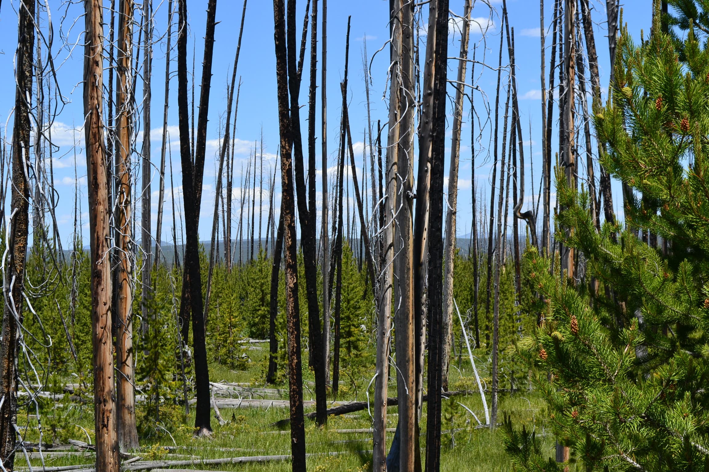 Burned trees along the Fairy Falls Trail.
