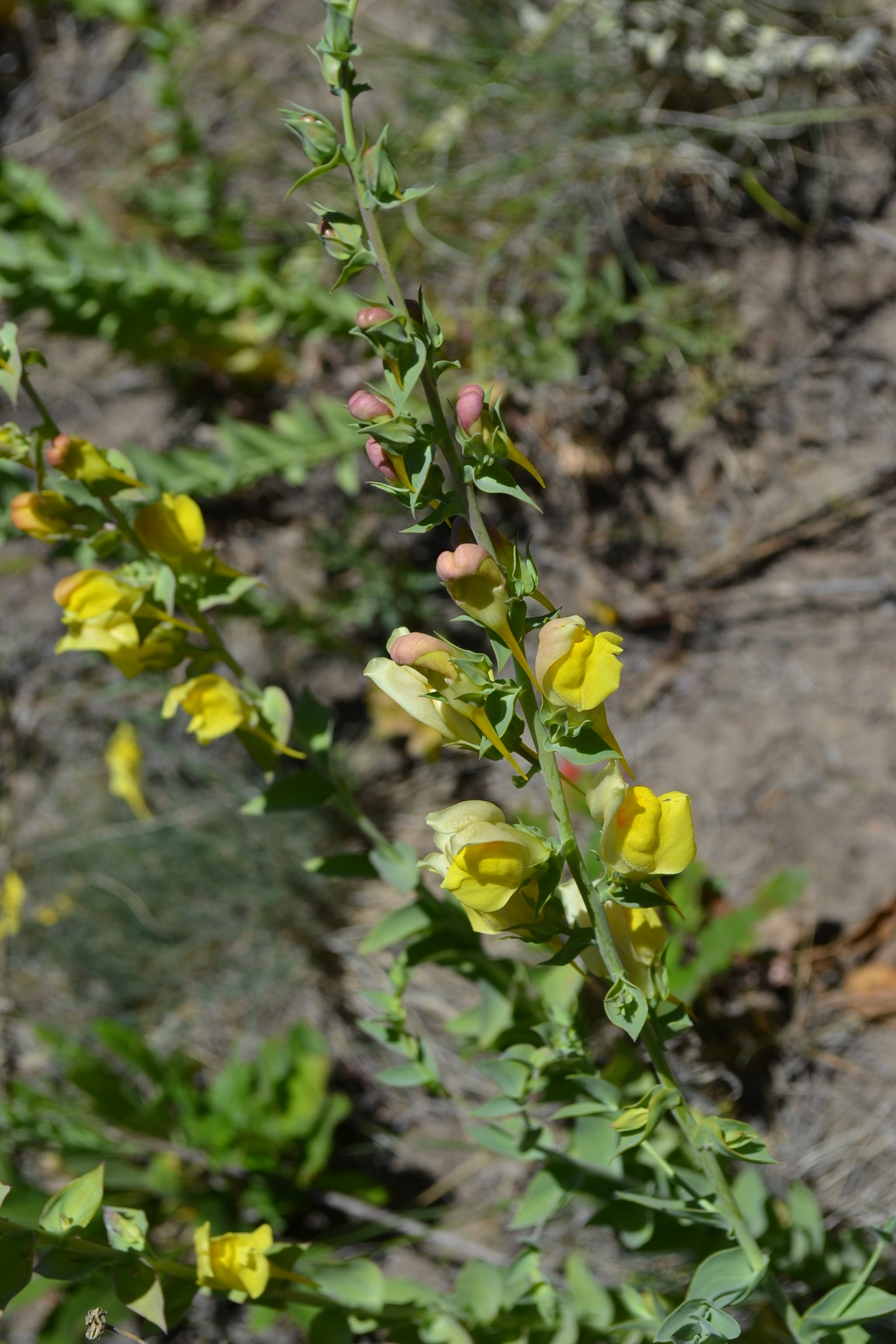 Butter and eggs wildflower.