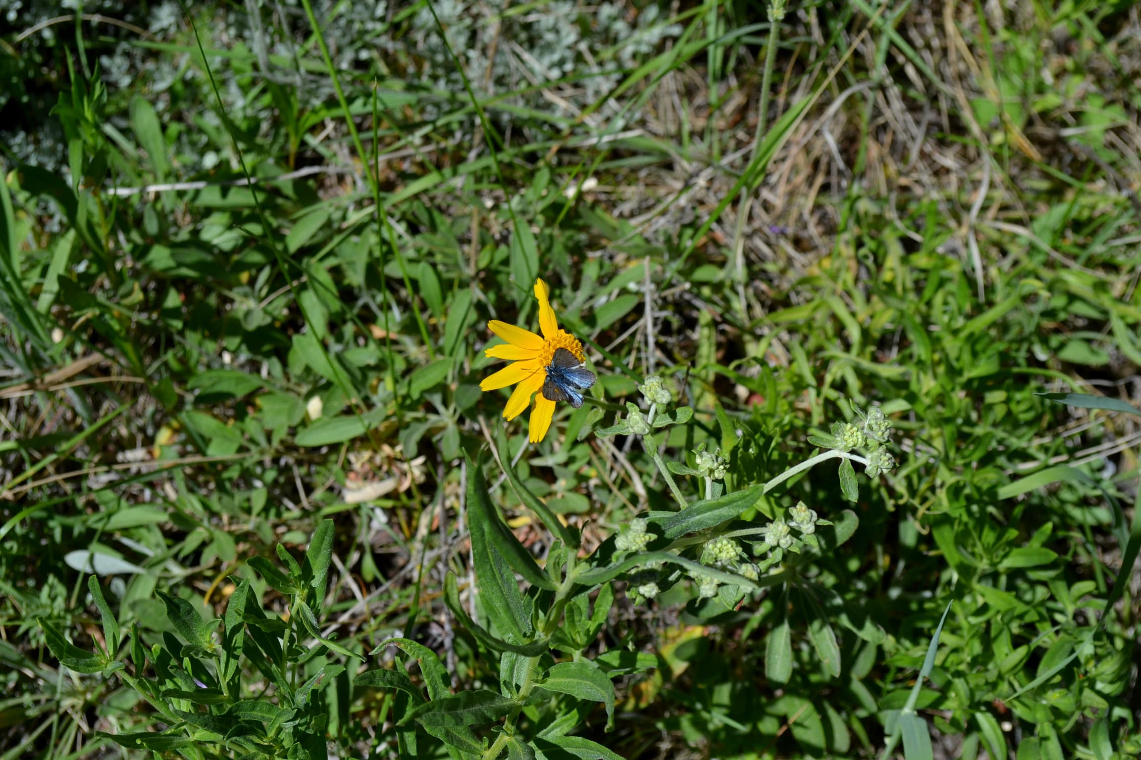 Small blue butterfly om wild arnica.