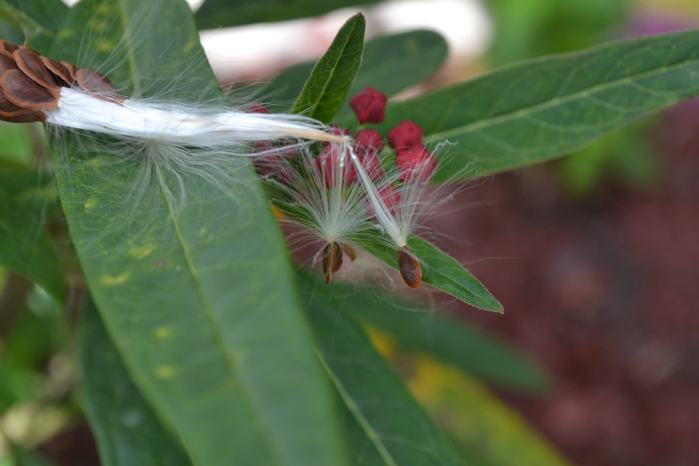 Milkweed seeds ready for flight.