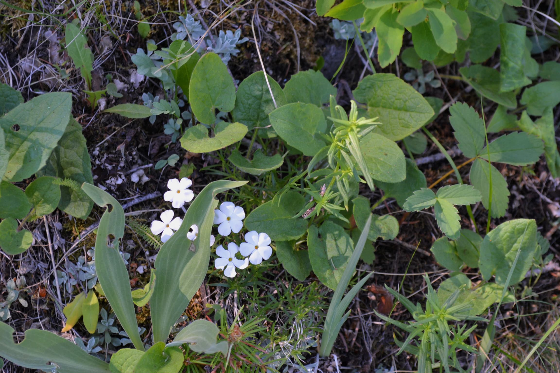Carpet phlox wildflower