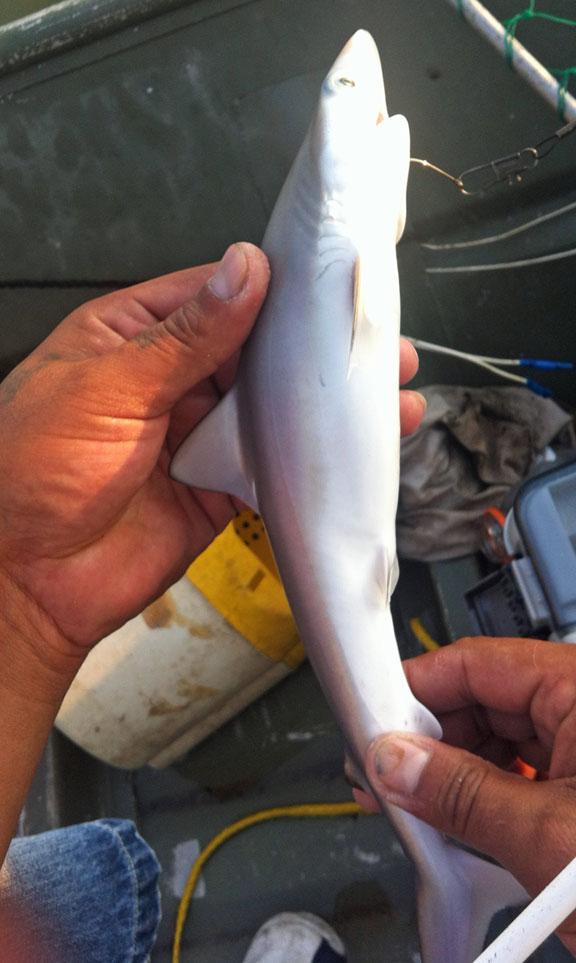 The tiny size of the shark my son caught is illustrated by this photo. Tiny shark held by fisherman.