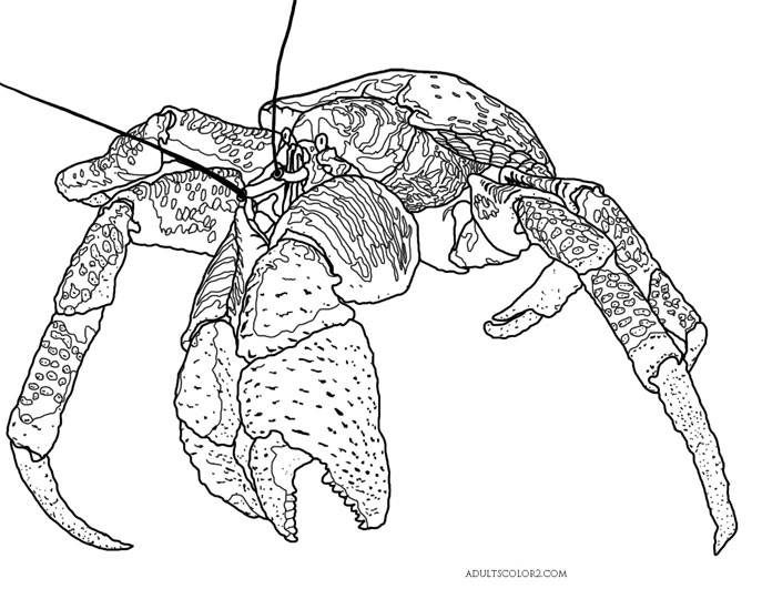 Краб чертеж. Краб раскраска. Кокосовый краб раскраска. Краб раскраска для детей.