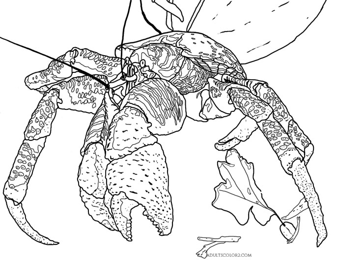 Crab Coloring Page Cantankerous Crustaceans