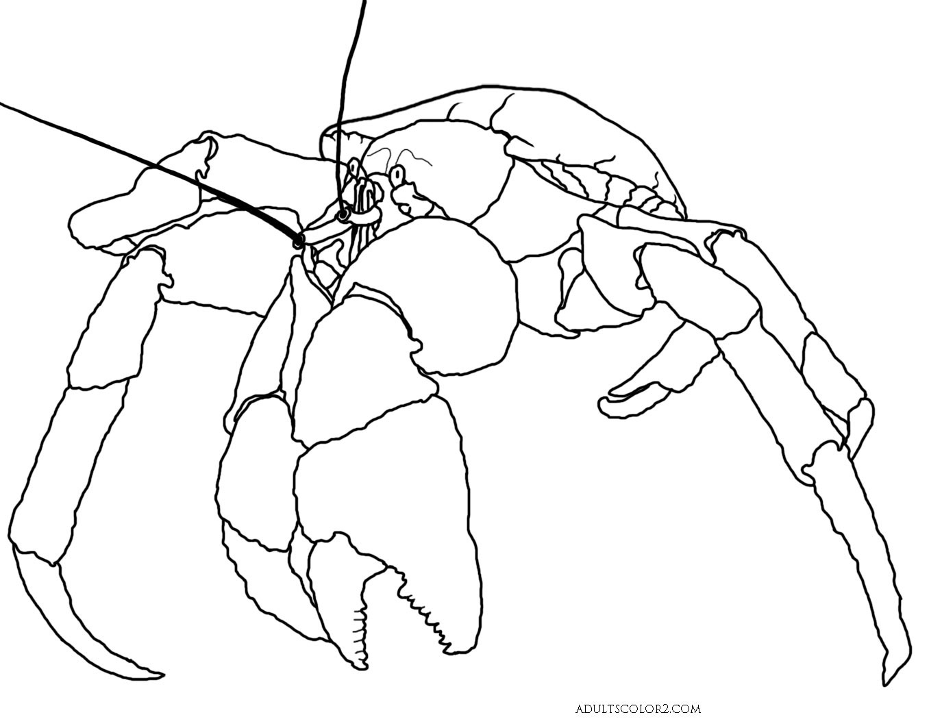 Краб чертеж. Краб раскраска. Кокосовый краб раскраска.