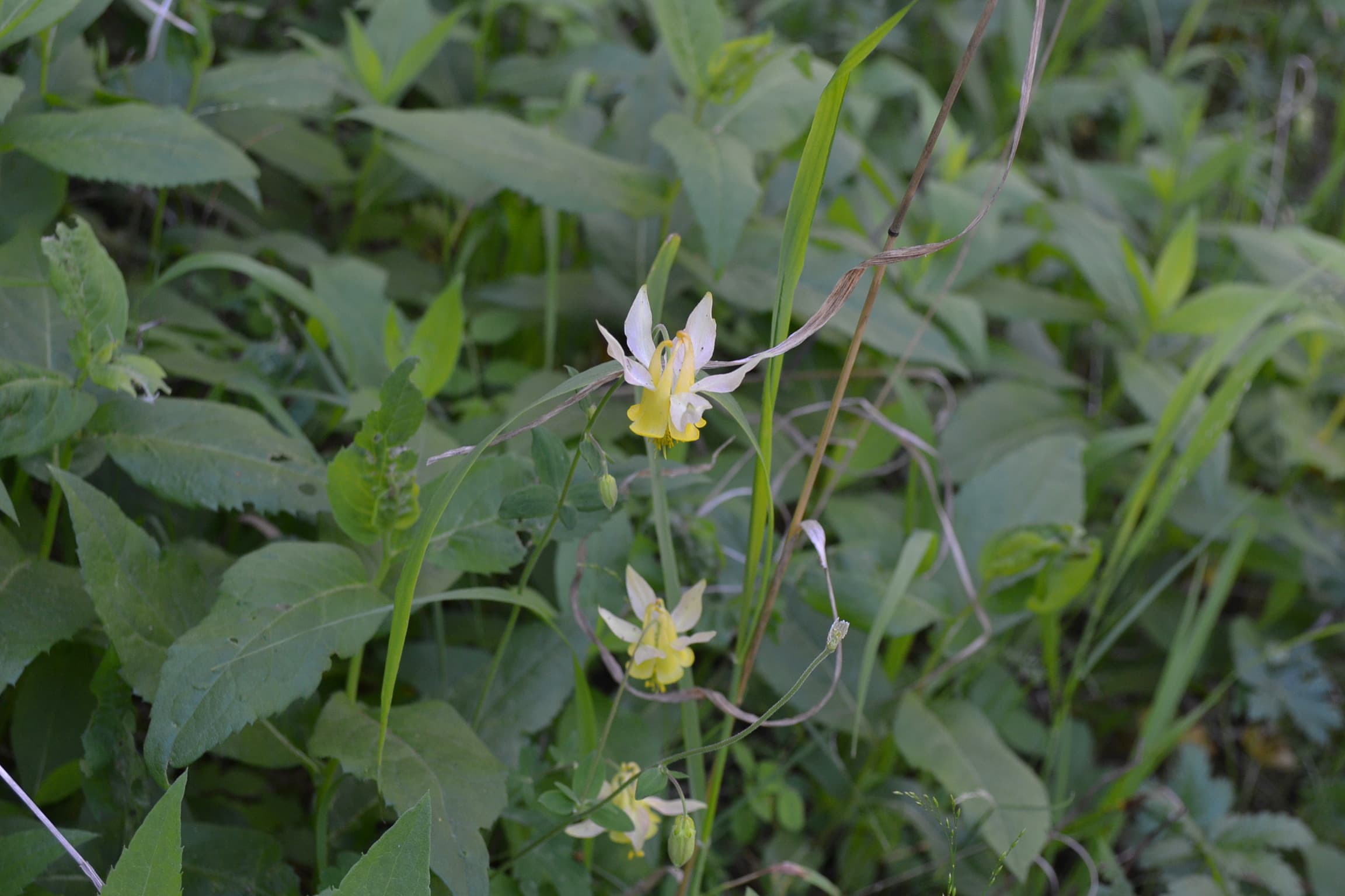 Columbine wildflowers blossoming.