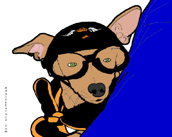 Chihuahua wearing Harley gear.