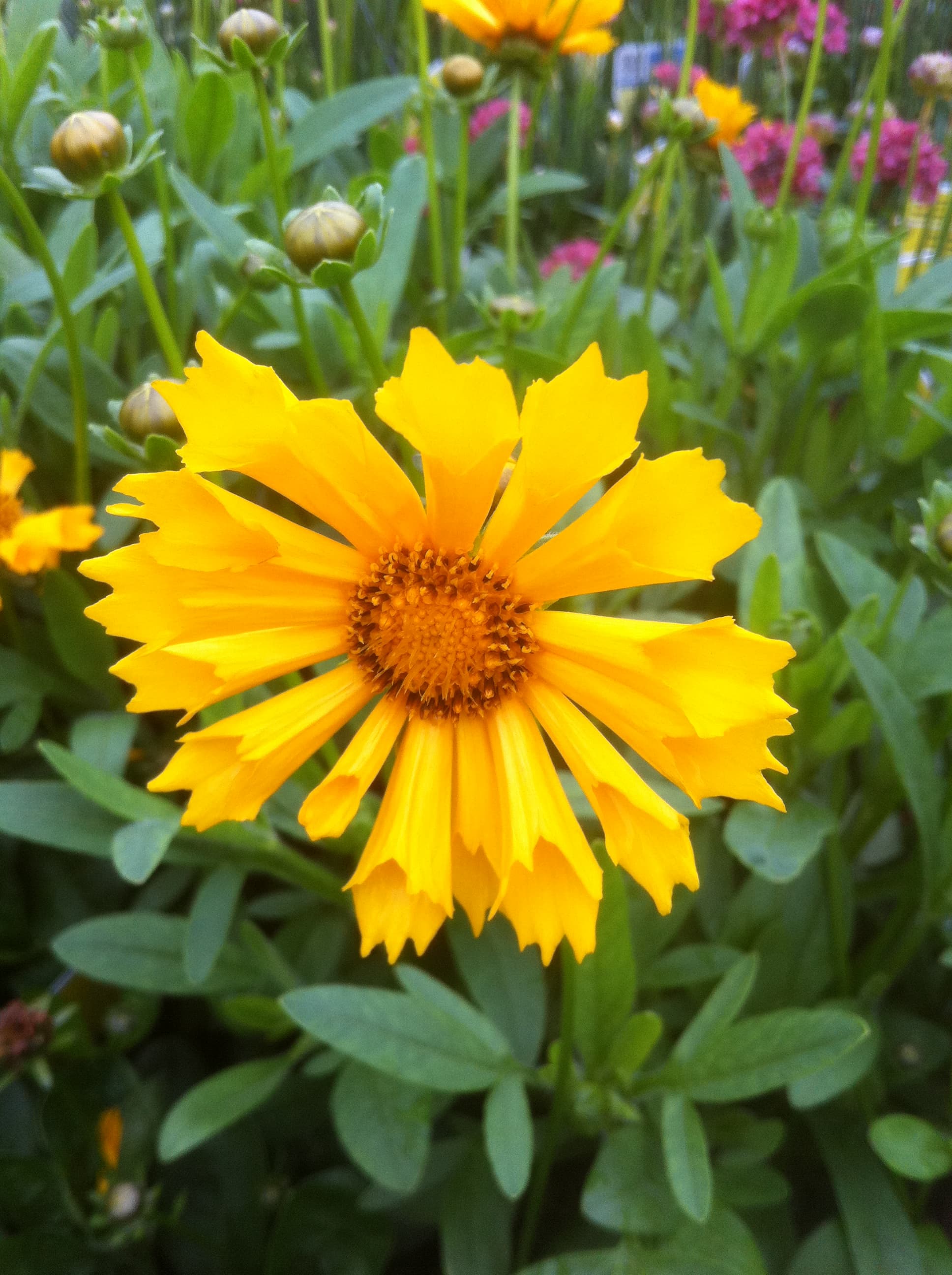 Yellow Coreopsis