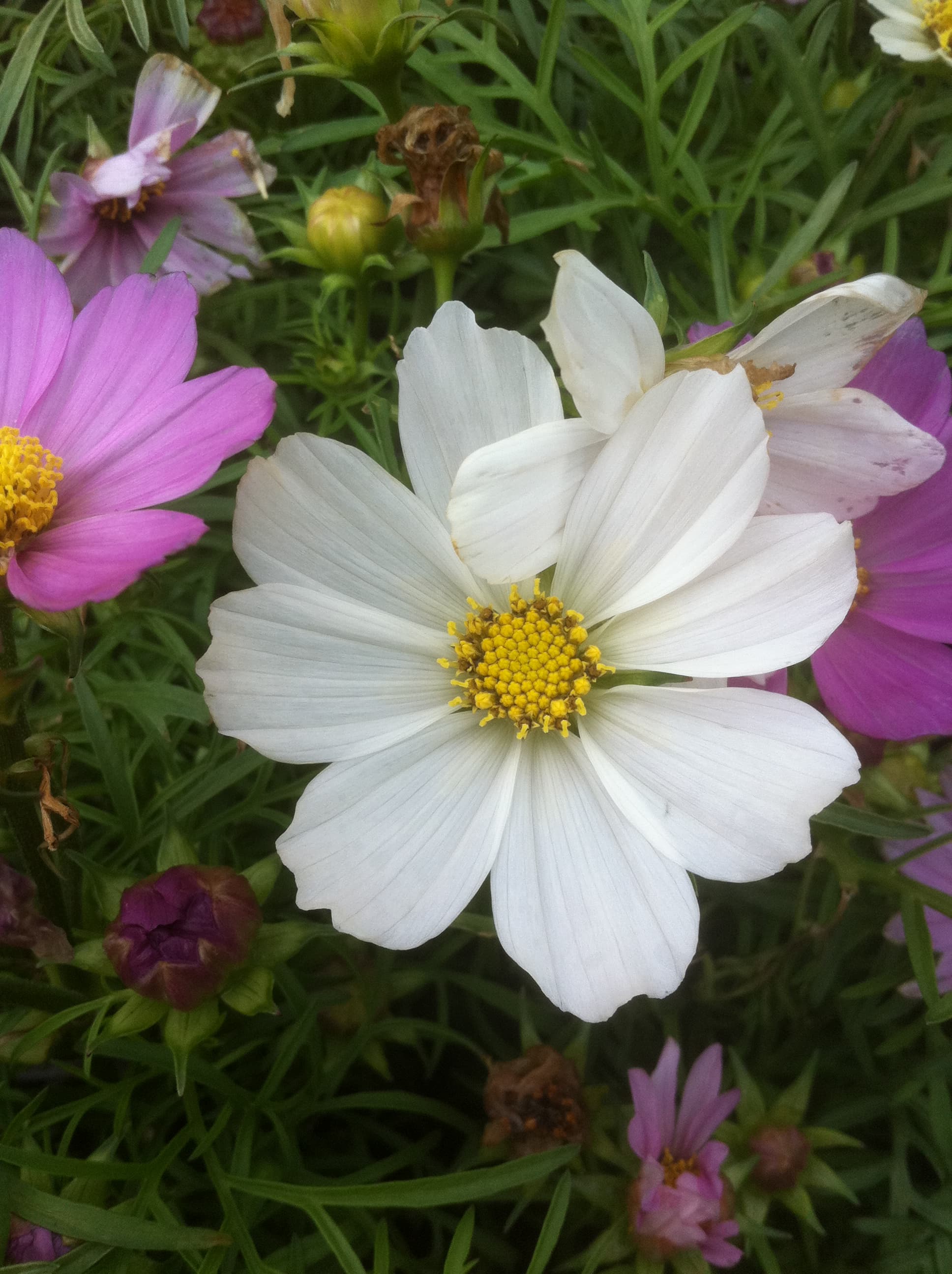 White Cosmos