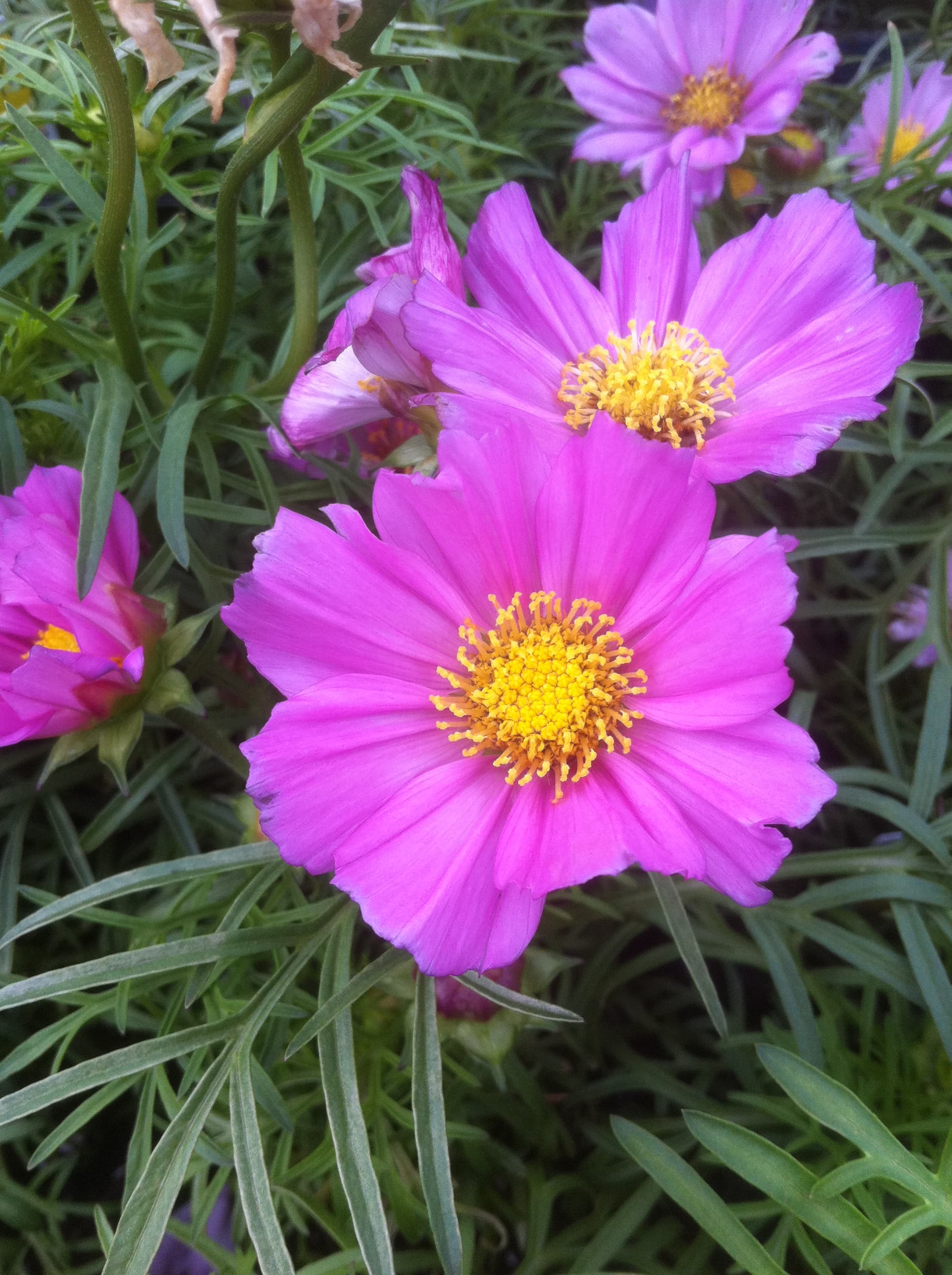 Pink Cosmos