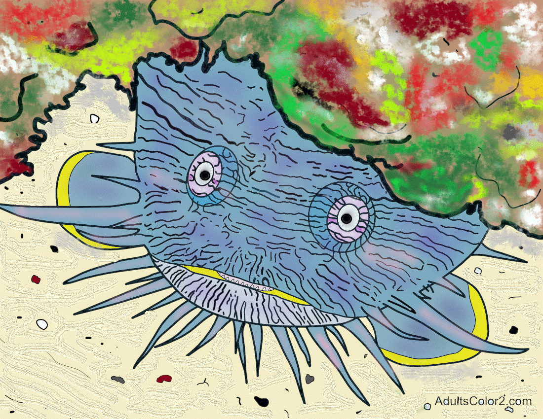 Colorful Cozumel toadfish.