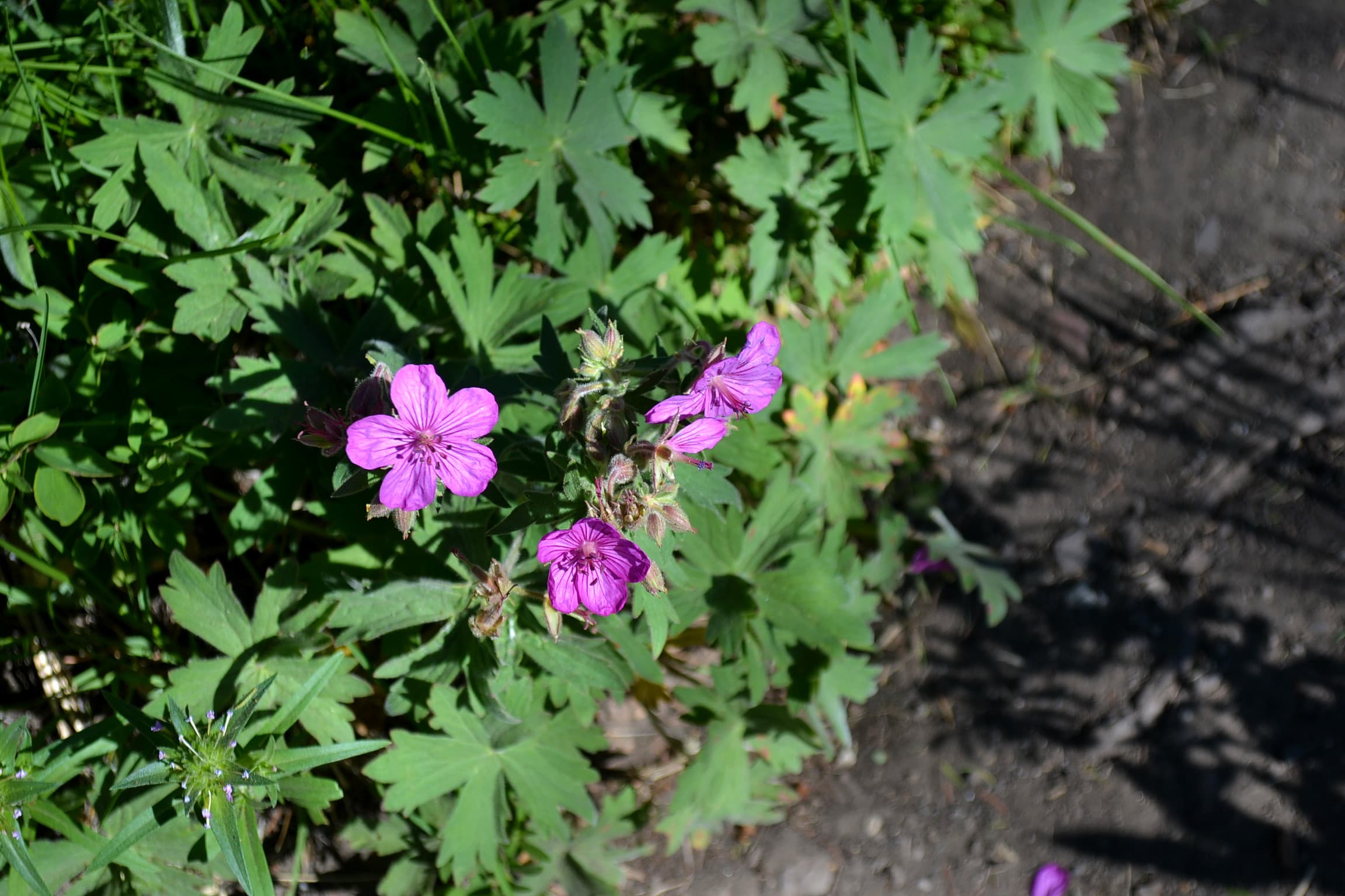 Cranesbill wildflower relative of the geranium.