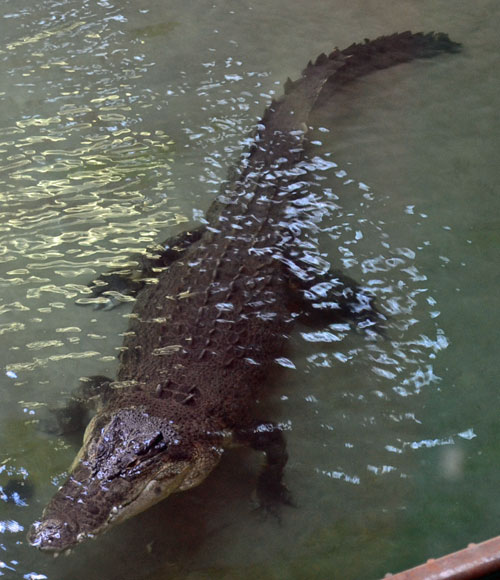 Crocodile in water.