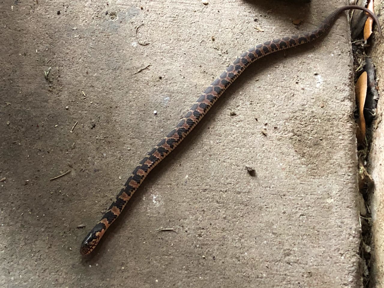 Dead snake laying on its side.