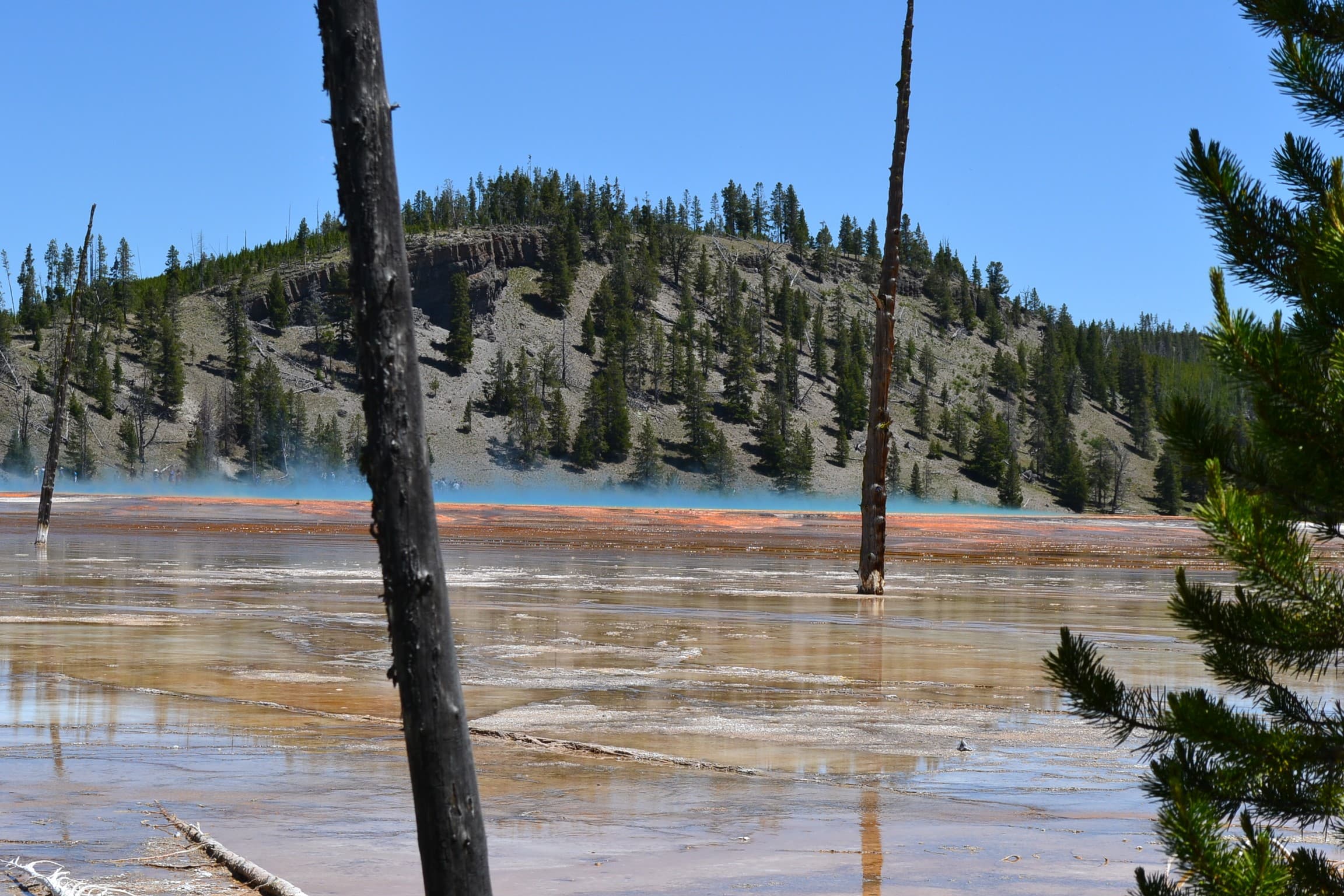 Dead trees in a thermal area of Yellowstone.