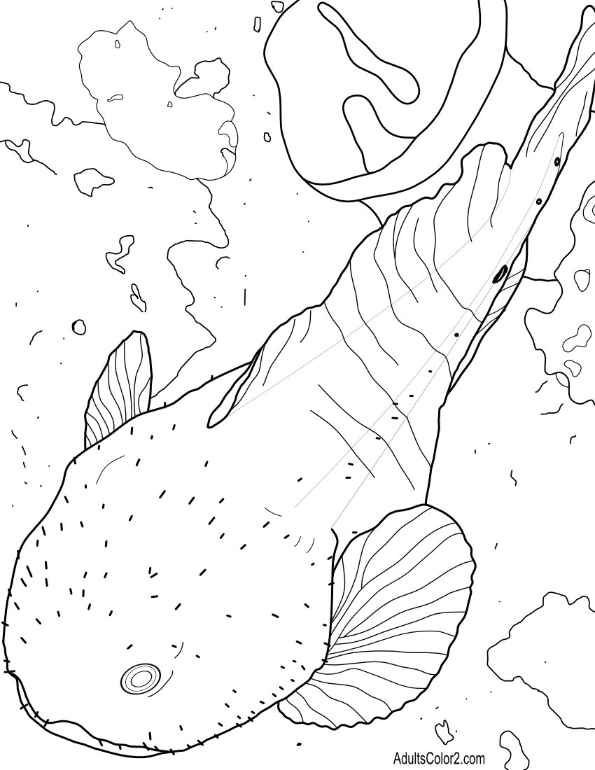 Blob sculpin drawing.