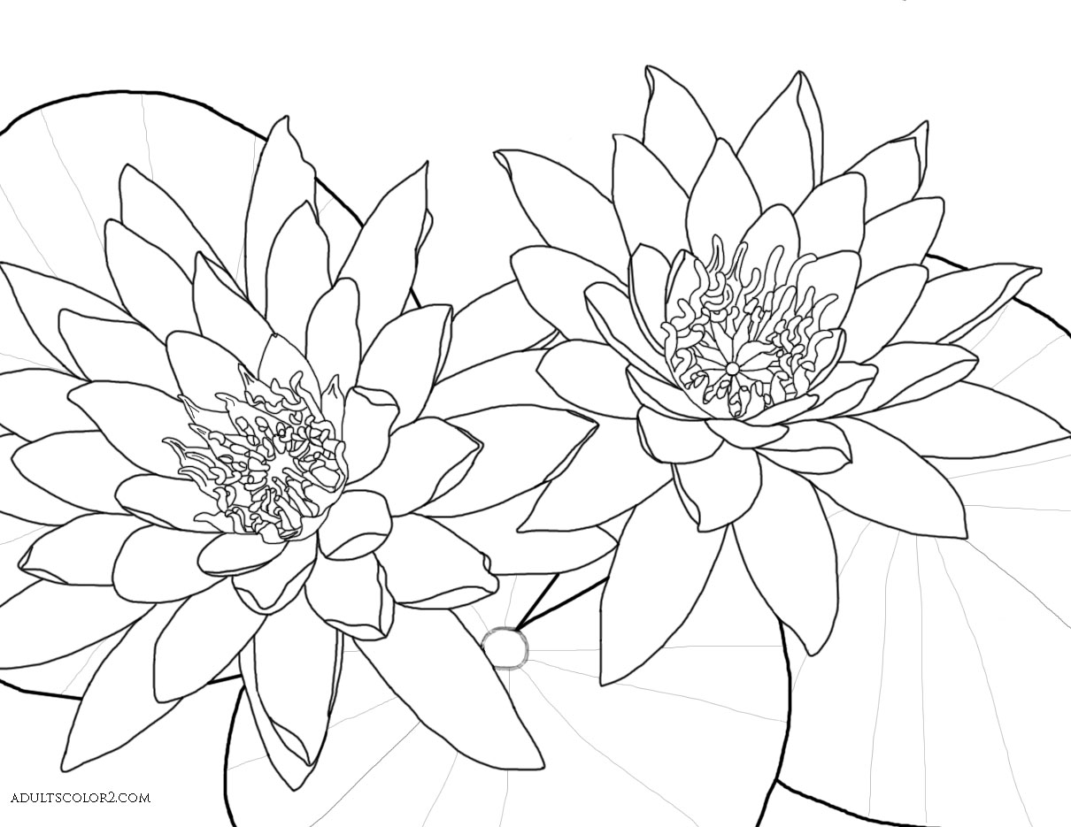 Lotus Flower or Water Lily Coloring Page