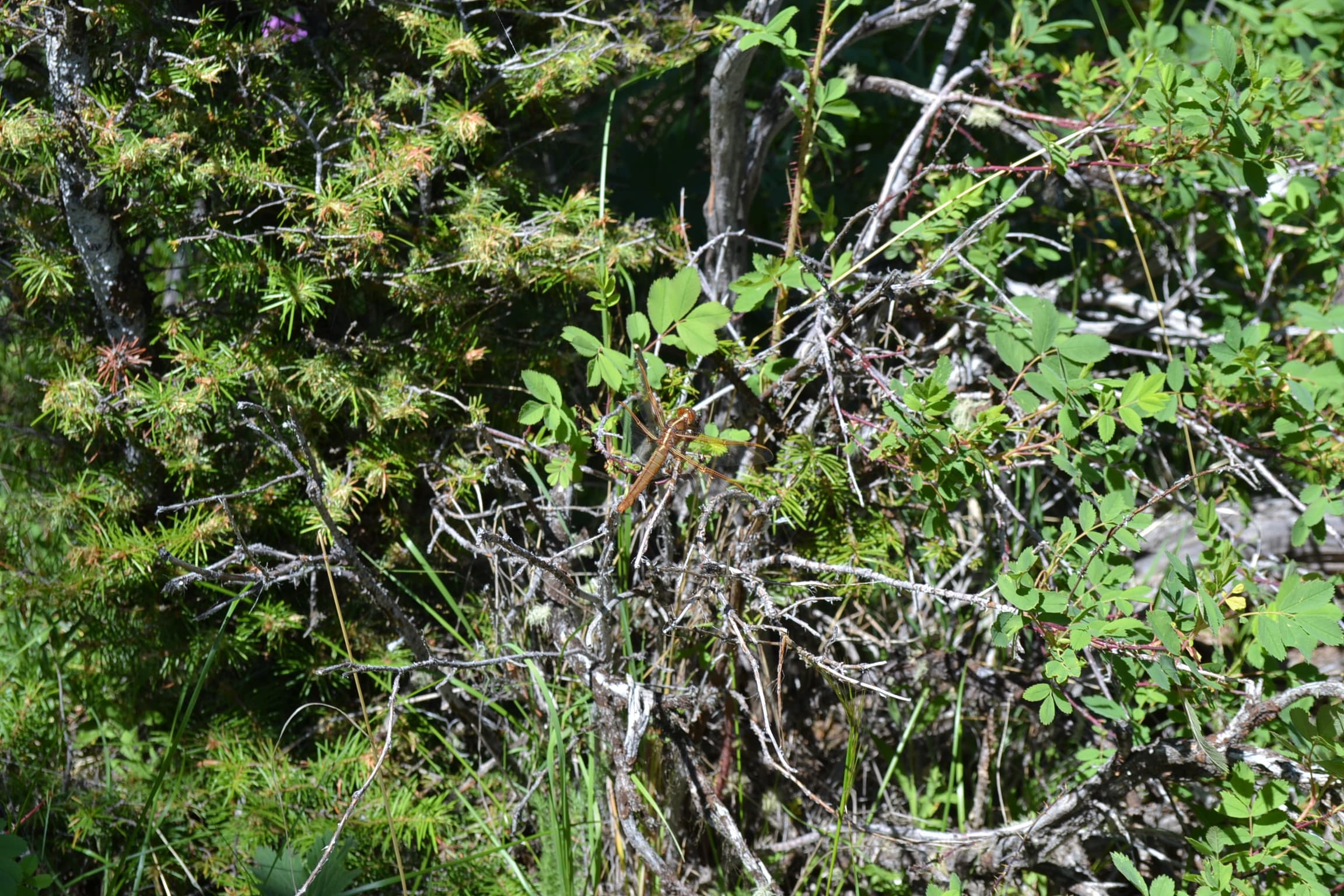 Beautiful copper colored dragonfly along the trail.