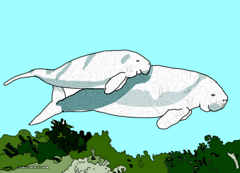 My colored in drawing of a baby dugong swimming with its mother. Momma dugong and calf picture colored.