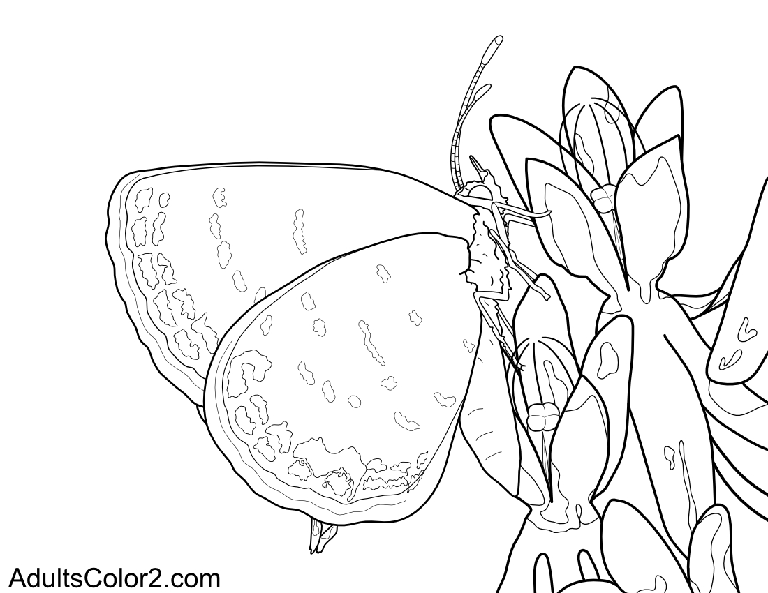 Eastern tailed butterfly on milkweed.