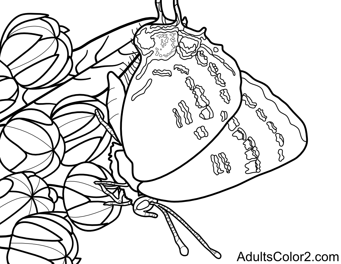 Drawing of an edward's hairstreak resting on blossoms.